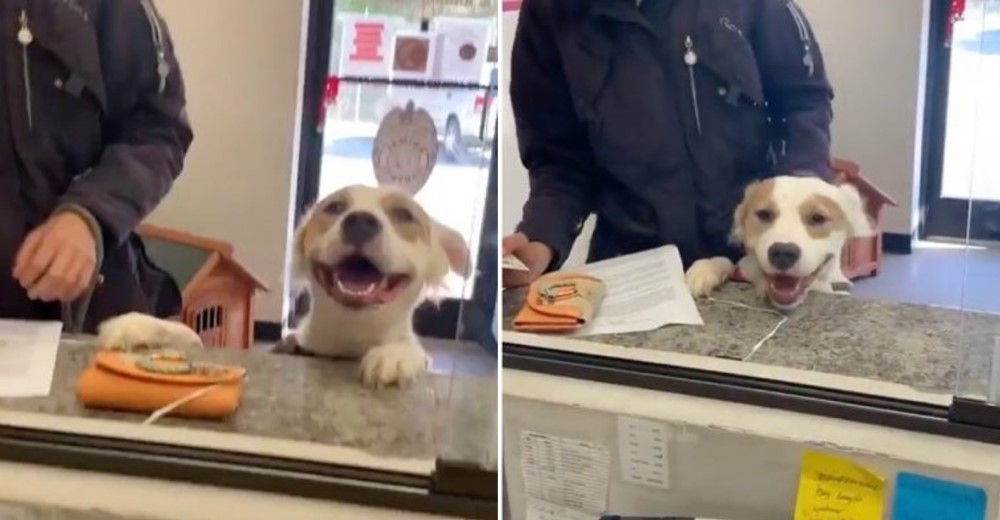 Perrito se despide feliz al abandonar el refugio – «Quería apresurar la firma de los papeles»