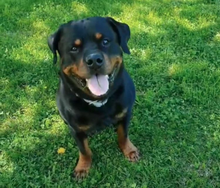 rottweiler