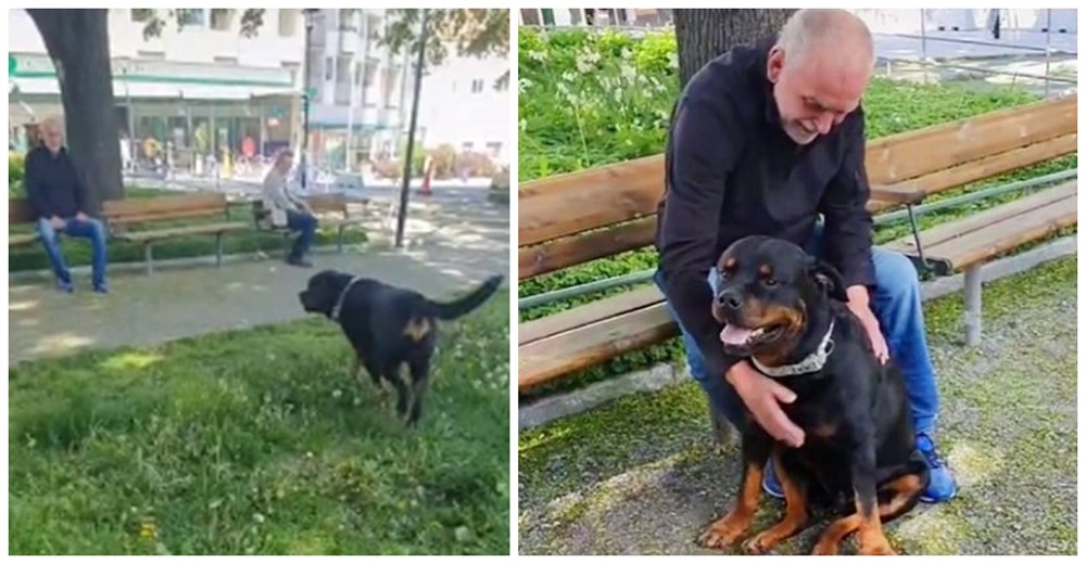 Rottweiler corre a consolar a un extraño en el parque sin saber que lloraba a su perro fallecido