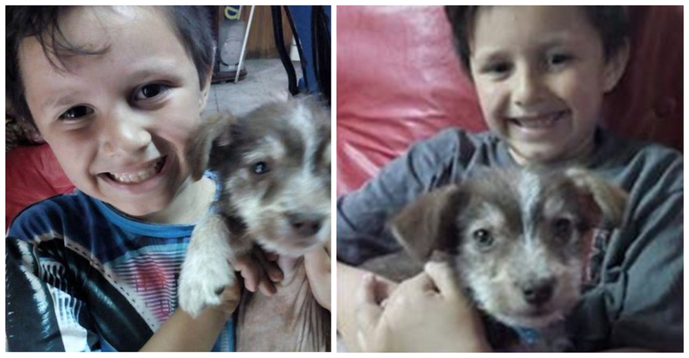 Con 7 años salva a un perrito de las manos de otros niños, lo lleva al veterinario y lo adopta Con 7 años salva a un perrito de las manos de otros niños, lo lleva al veterinario y lo adopta