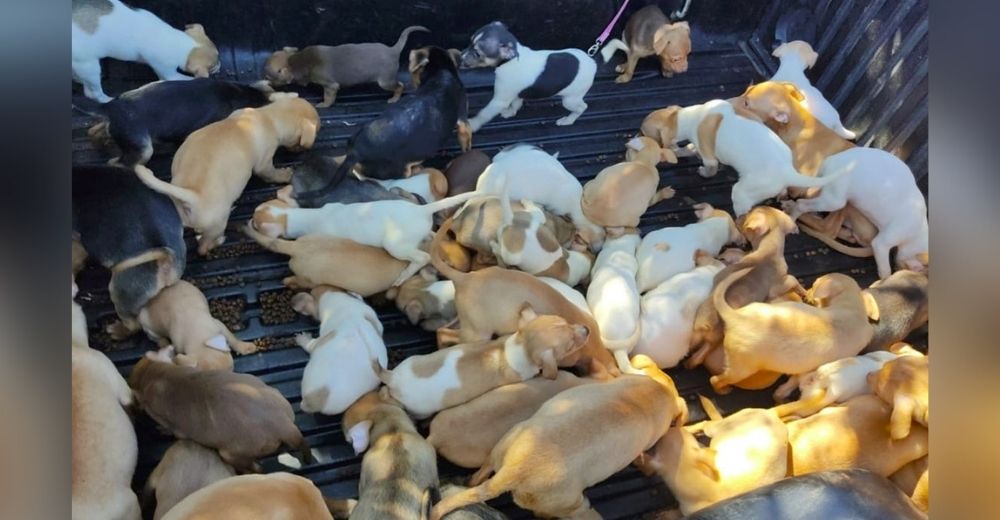 Hallan a decenas de animales sobreviviendo en deplorables condiciones en casa de una anciana