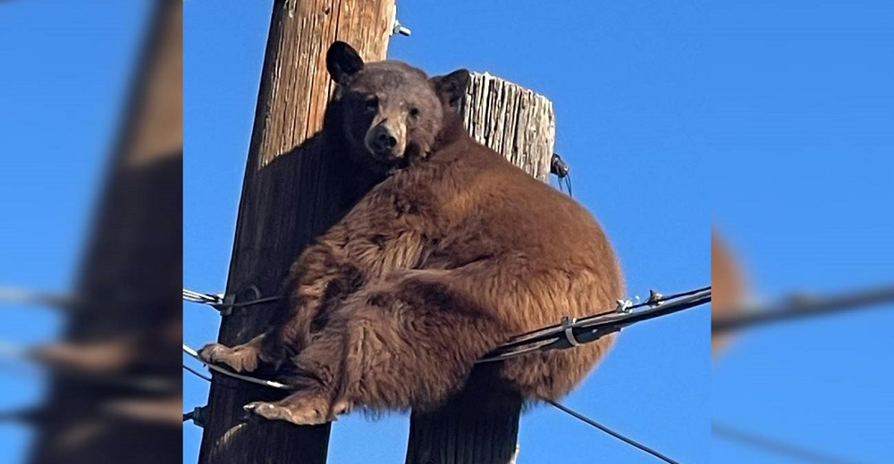 Intentan rescatar a un oso que se quedó atascado en un poste de energía