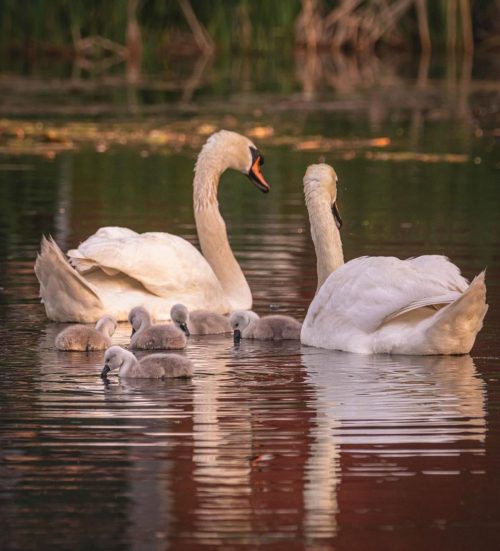 cisnes