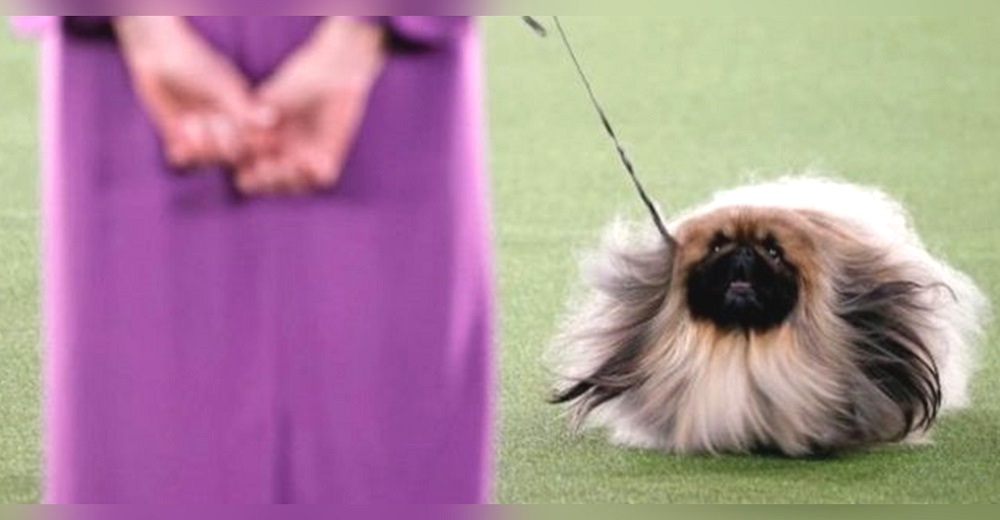 Diminuto y majestuoso perrito gana un concurso y todos creen que engañó al jurado