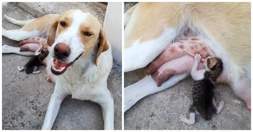 Amorosa madre perrita adopta como uno más de sus cachorritos a un gatito hallado en una bolsa