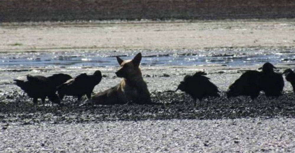 Una asustada perrita permanece atrapada en el denso lodo mientras decenas de buitres la acechan Una asustada perrita permanece atrapada en el denso lodo mientras decenas de buitres la acechan