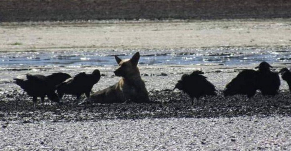 Una asustada perrita permanece atrapada en el denso lodo mientras decenas de buitres la acechan