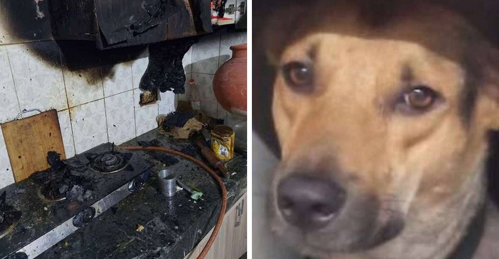 Perrito que fue un callejerito se despierta y desesperado alerta a su familia del incendio Perrito que fue un callejerito se despierta y desesperado alerta a su familia del incendio