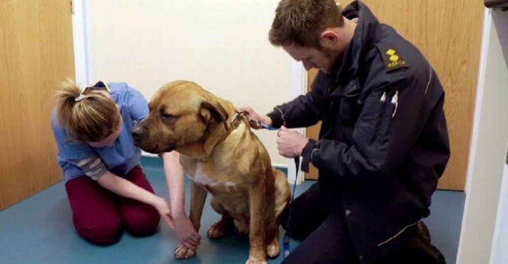 Su perrito agita la cola con tanta fuerza tras ser adoptado que sufrió daños irreversibles