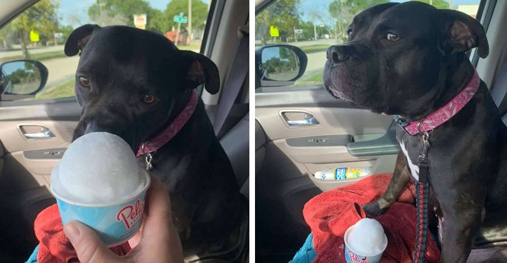 Perrita responde furiosa a su dueña después de que le pidiera el sabor de helado incorrecto