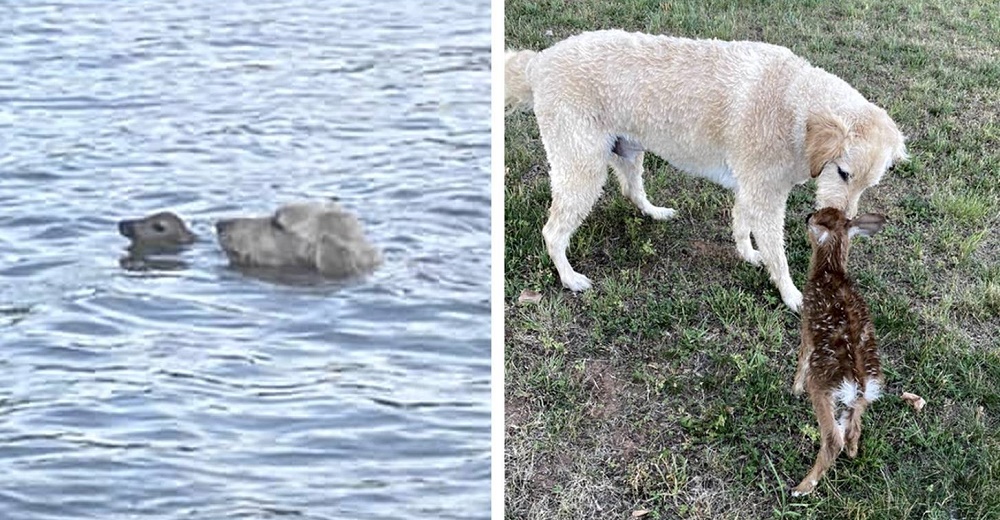 Perrito nada sin parar en el lago hasta salvar a un ciervo bebé que se ahogaba Perrito nada sin parar en el lago hasta salvar a un ciervo bebé que se ahogaba