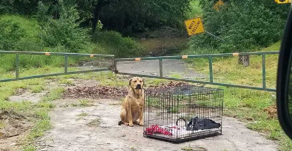 Junto a su jaula y con sus pertenencias espera a la familia que lo abandonó en la calle