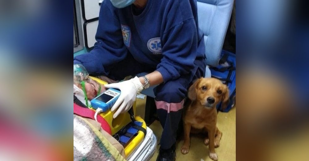 Perrita de un anciano indigente atropellado se niega a dejarlo y suplica subirse a la ambulancia