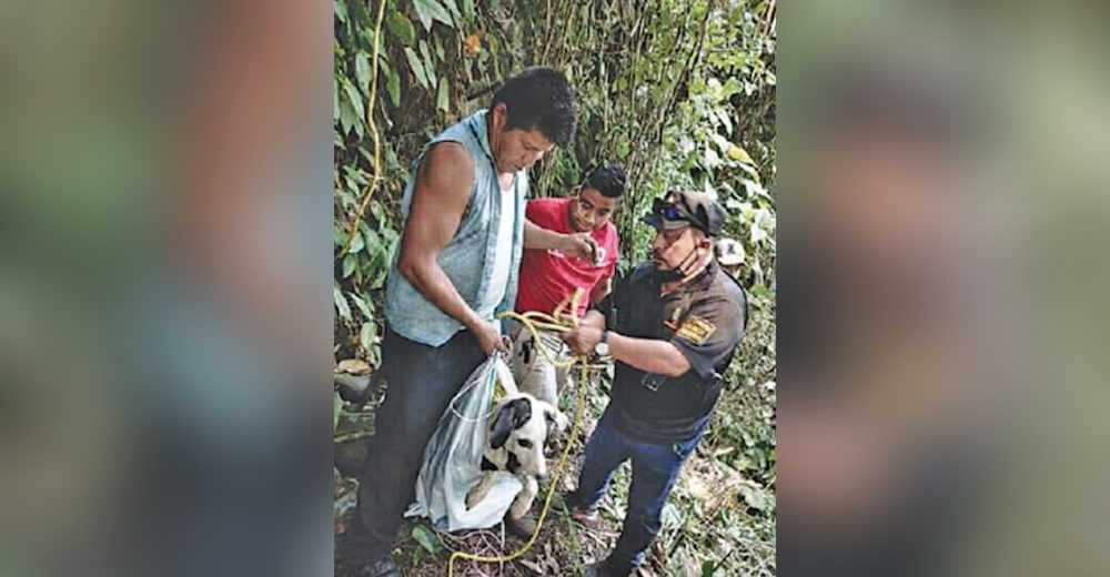 Un pobre perrito pasa llorando 3 días hasta que alguien quiera salvarlo tras ser tirado a un río