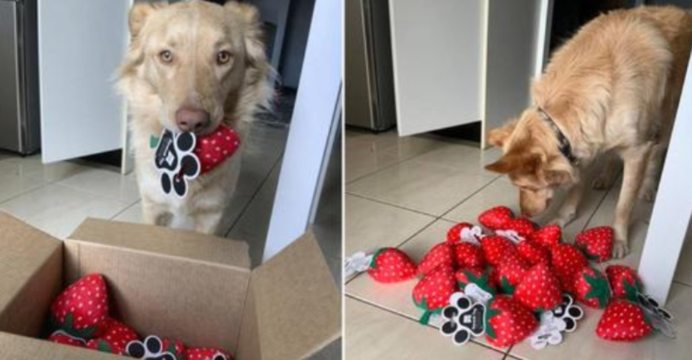 El juguete favorito de este perro queda descontinuado y le envían una caja completa