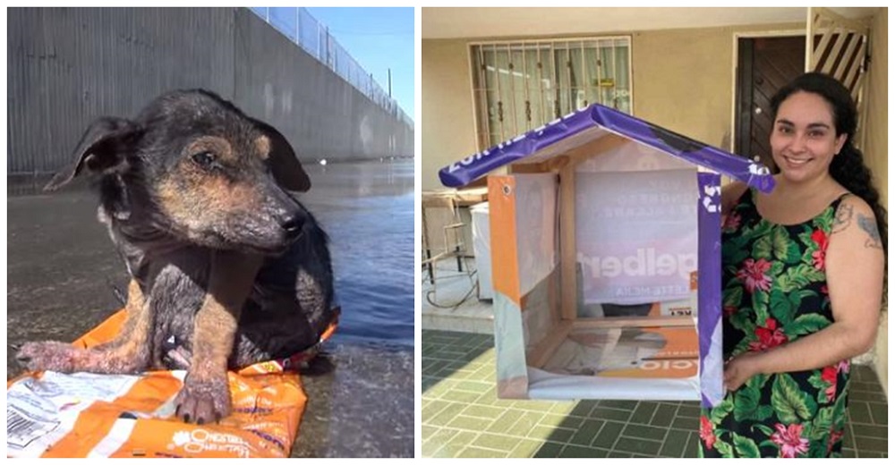 Recicla la basura electoral y la convierte en casitas para animales vulnerables de la calle