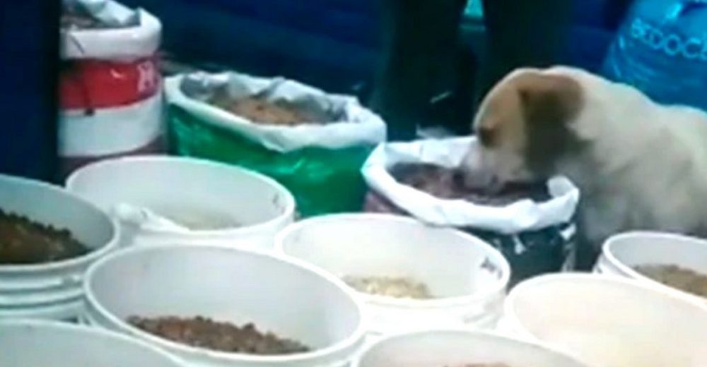 La dueña de una tienda atrapa a un perro callejero devorando las croquetas sin permiso