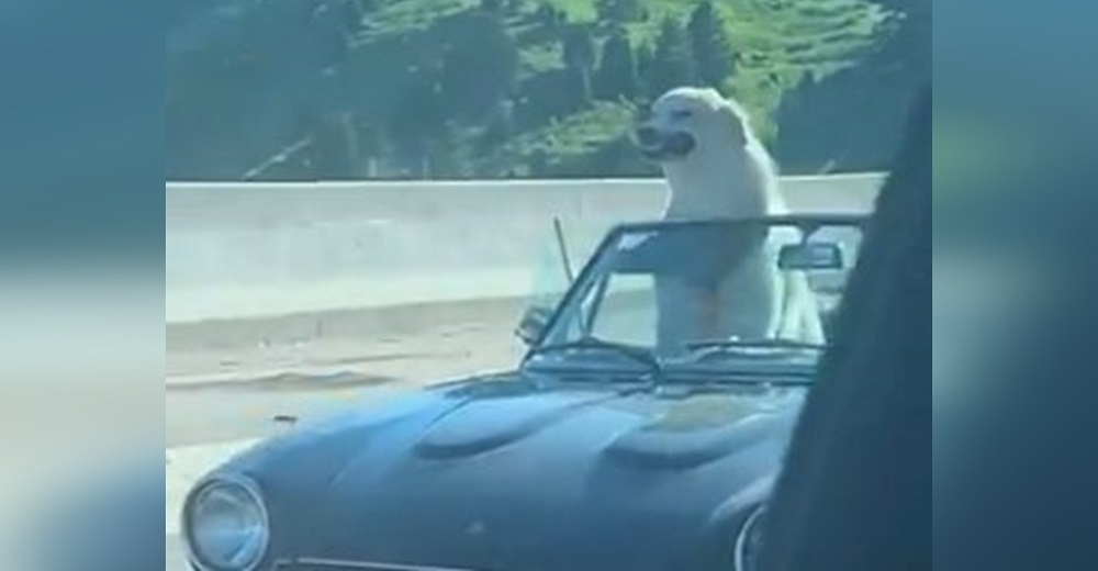 Una mujer conduce en carretera y el perrito copiloto del coche de al lado la hace morir de risa