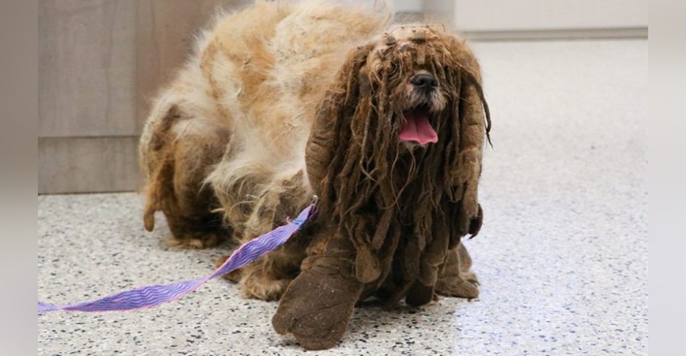 Desolado perrito abandonado arrastrando 3 kilos de marañas, suplicaba algo de cariño y atención