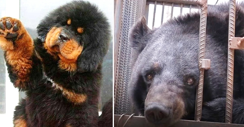 El veterinario alerta a la policía poco después de recibir a un «perro» de más de 110 kilos