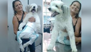 Veterinario se emociona con el perro pulcro, oloroso y en pañal llevado por una mujer en brazos