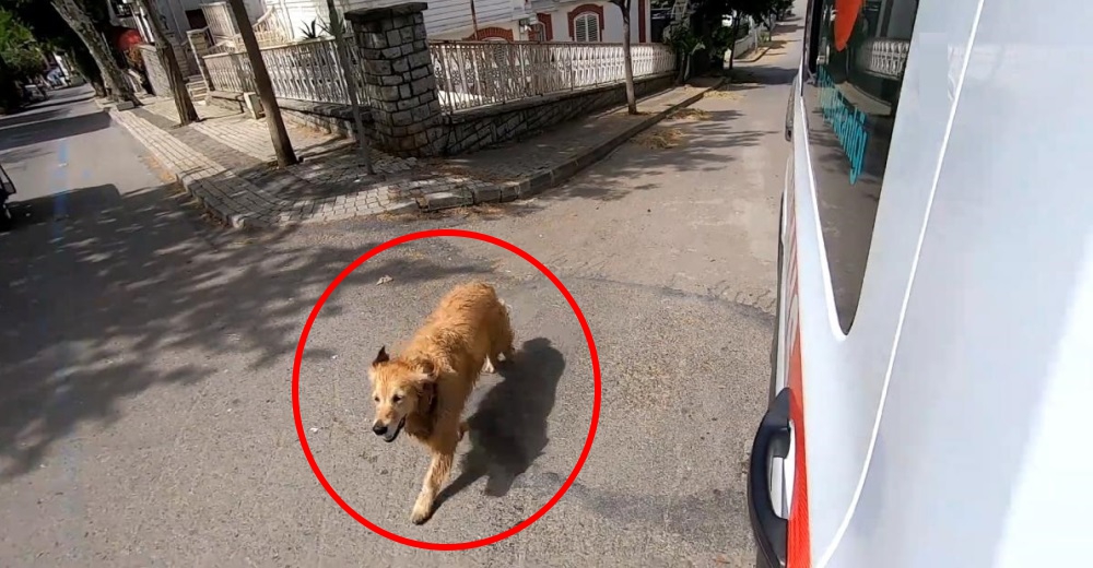 Corre desesperado detrás de la ambulancia en la que llevan a su dueña al hospital