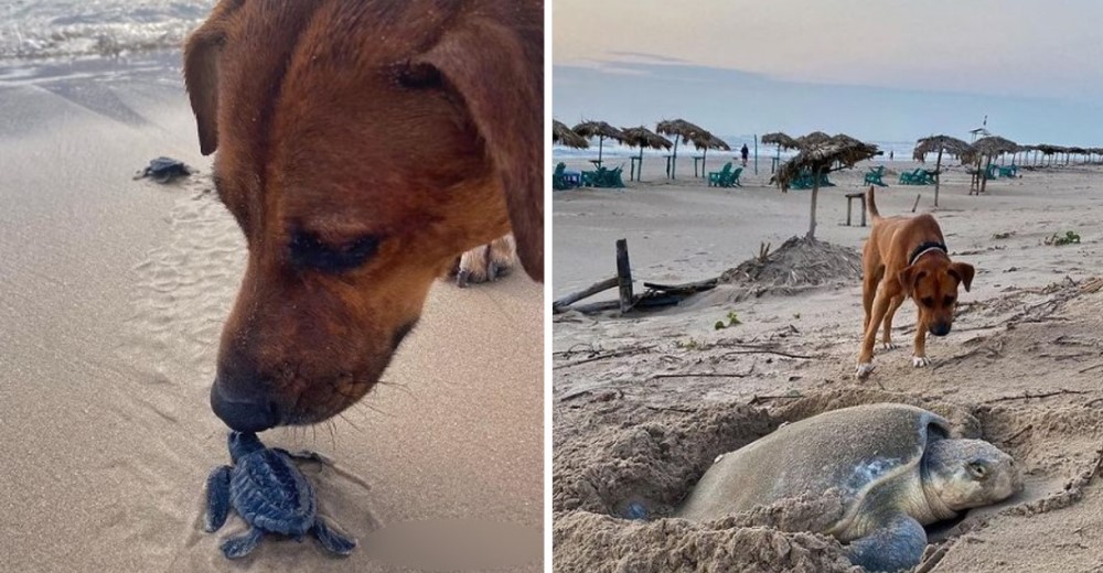 Va a la playa para proteger y ofrecer su cariño a las tortuguitas bebés y a su madre