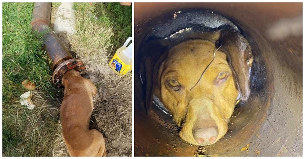 Bomberos se ven obligados a cortar el tubo en el que una pobre perrita quedó atorada por 5 horas Bomberos se ven obligados a cortar el tubo en el que una pobre perrita quedó atorada por 5 horas