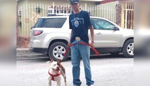 «No come ni sus croquetas y va a morder a un niño»– Defiende a su pitbull y se hace viral