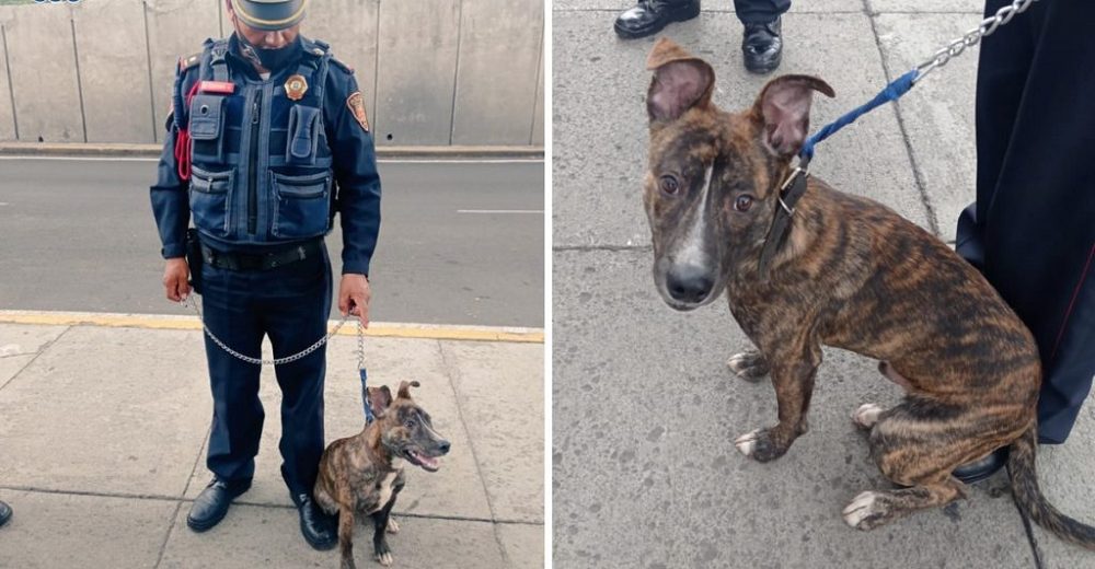 Policía acude al llamado de un perro que lloraba atado a un poste y no puede irse a casa sin él