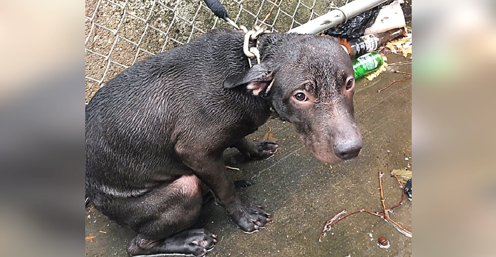 Policía rescata a un pitbull en los huesos pero en el refugio le advierten que será sacrificado