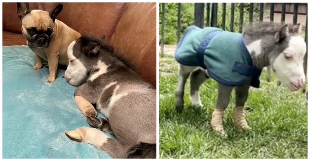 El poni más pequeño del mundo sufre tras ser rechazado por su mami pero dos perritos lo adoptan