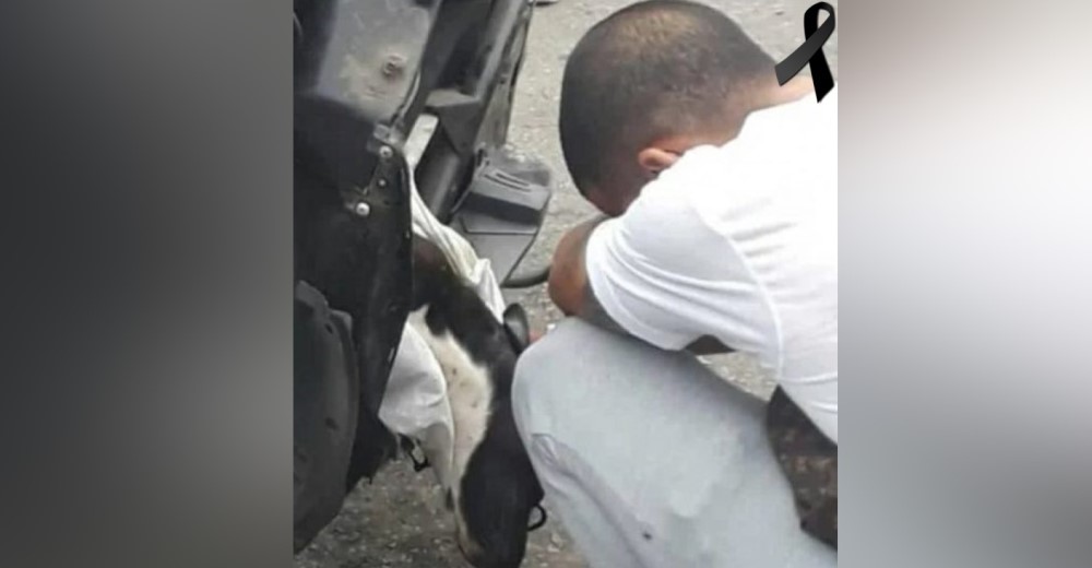 Su perrito muere ante sus ojos porque un policía no le permitió llevarlo al veterinario