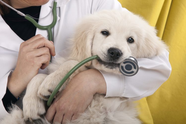 veterinario