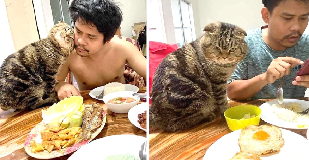 «Es mío» – Una mujer denuncia que su gato le robó a su marido y lo demuestra con fotos