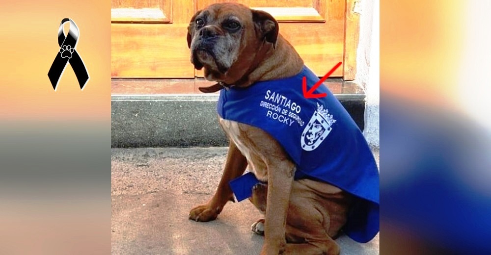 Se pone sus alitas el perrito que tras salvarlo del fuego, fue el guardián más fiel por 15 años