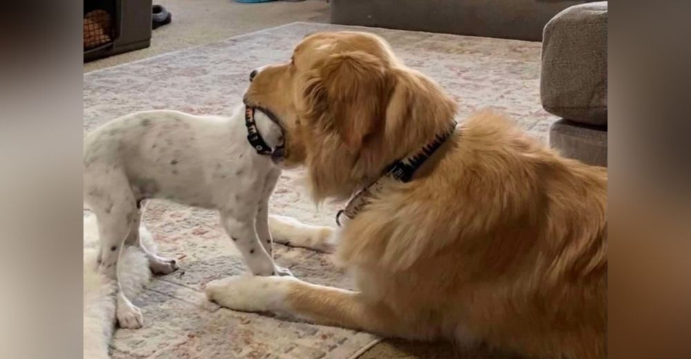 Encuentra a su Golden con la cabeza de su hermanito dentro de su boca para mantenerlo a raya