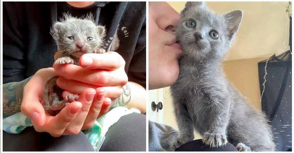 Alimenta con sonda a la gatita que cabía en la palma de una mano y ahora es una belleza felina