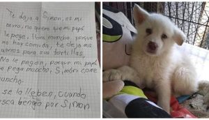 El perrito que un desolado niño dejó en un refugio para que no lo pegaran más, ya ha crecido
