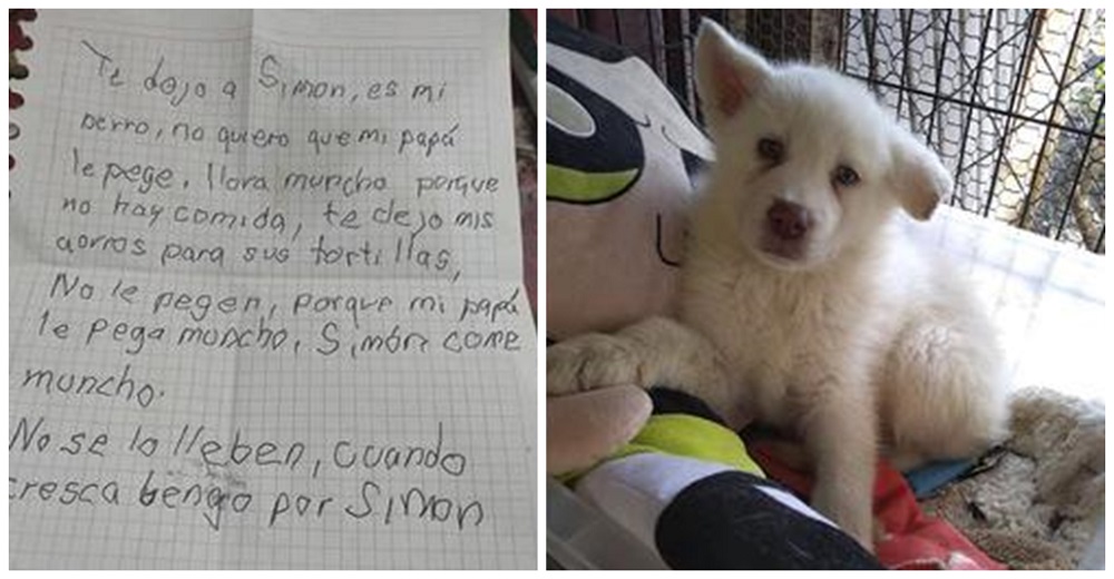 El perrito que un desolado niño dejó en un refugio para que no lo pegaran más, ya ha crecido