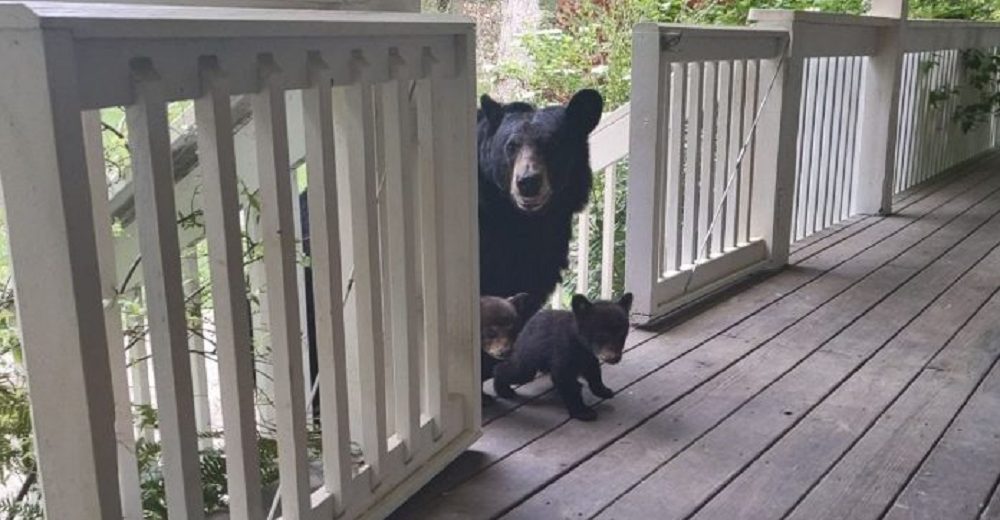 Osa lleva a sus nuevos bebés a conocer al hombre que la ayudó cuando más lo necesitaba