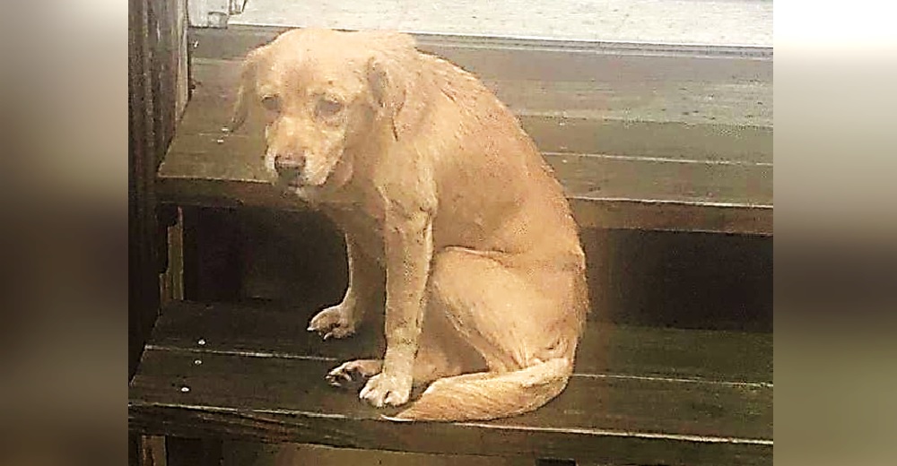 Deja abierta la puerta de su casa y una perrita en los huesos decide que será su hogar