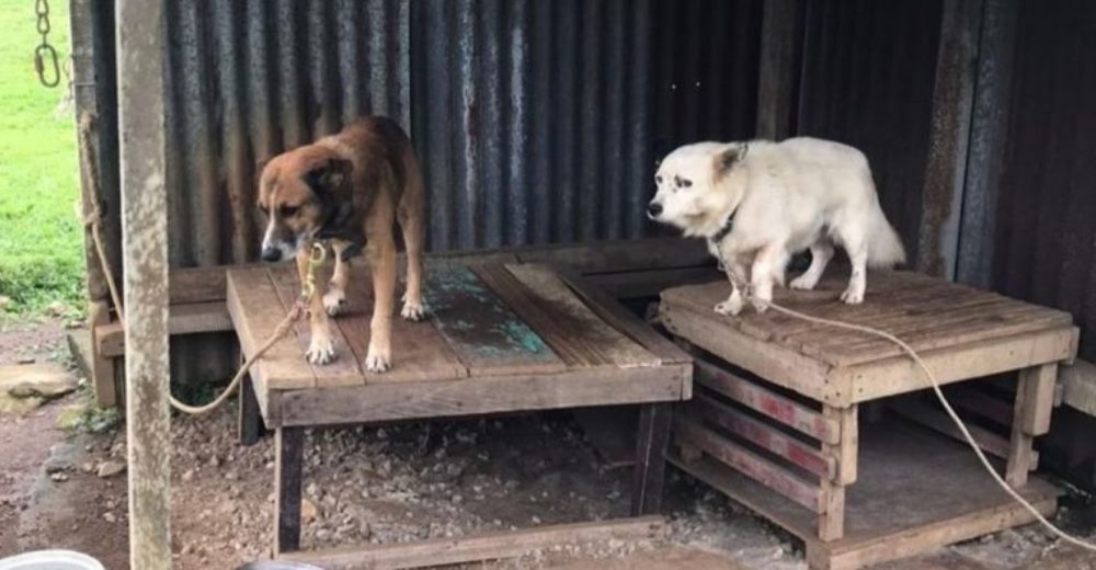 Rescatan a 6 cachorritos que fueron atados por sus dueños con una cadena demasiado corta