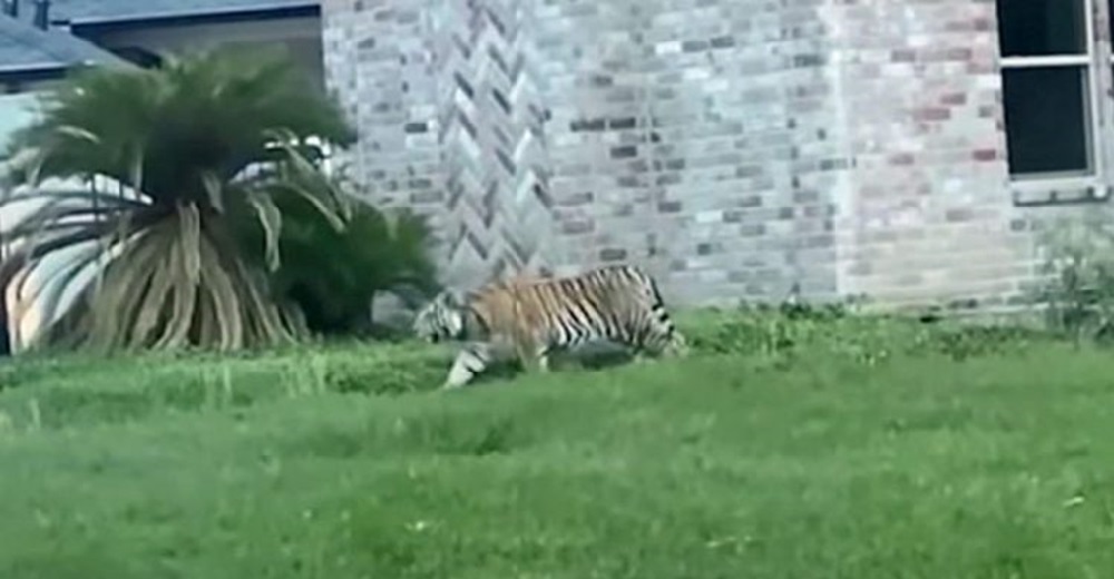 Tigresa que alarmó a los vecinos deambulando en un patio es arrebatada de su dueño para siempre
