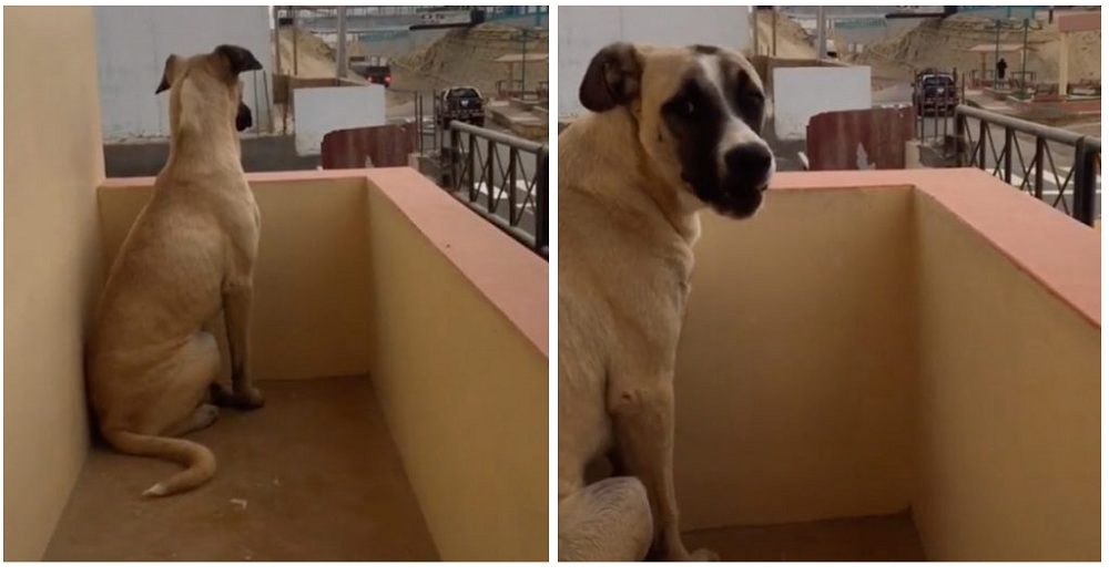 Perrito llora en el balcón al despedir a su dueño, lo espera vigilante hasta su regreso
