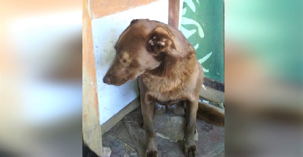 Perrita perdida llevaba años con el corazón roto hasta que reconoce un olor familiar