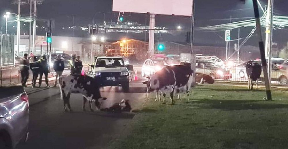 Vaca embarazada que huyó desesperada interrumpe el tráfico porque le llegó la hora de dar a luz