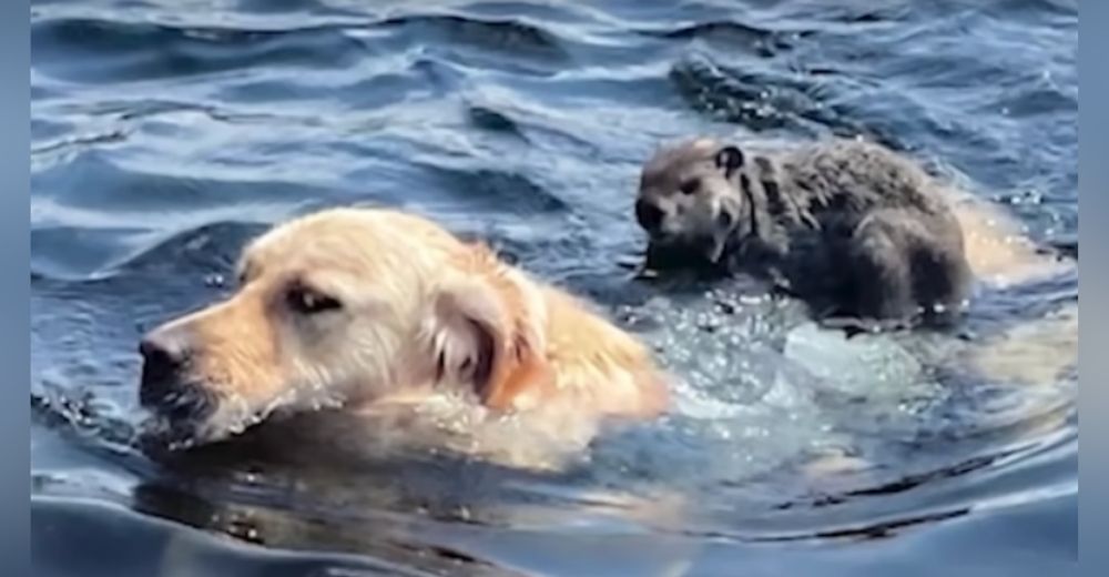 Una marmota cruza un lago sobre el lomo del solidario perro que la ayudó