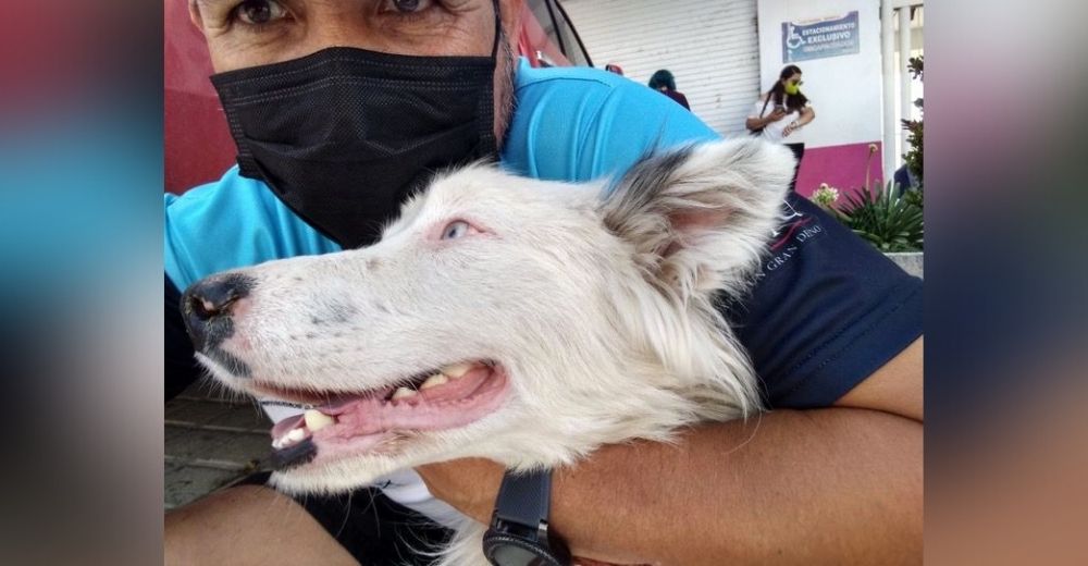 Fue a votar y regresó con un mejor amigo de cuatro patas que abandonaron en la fila