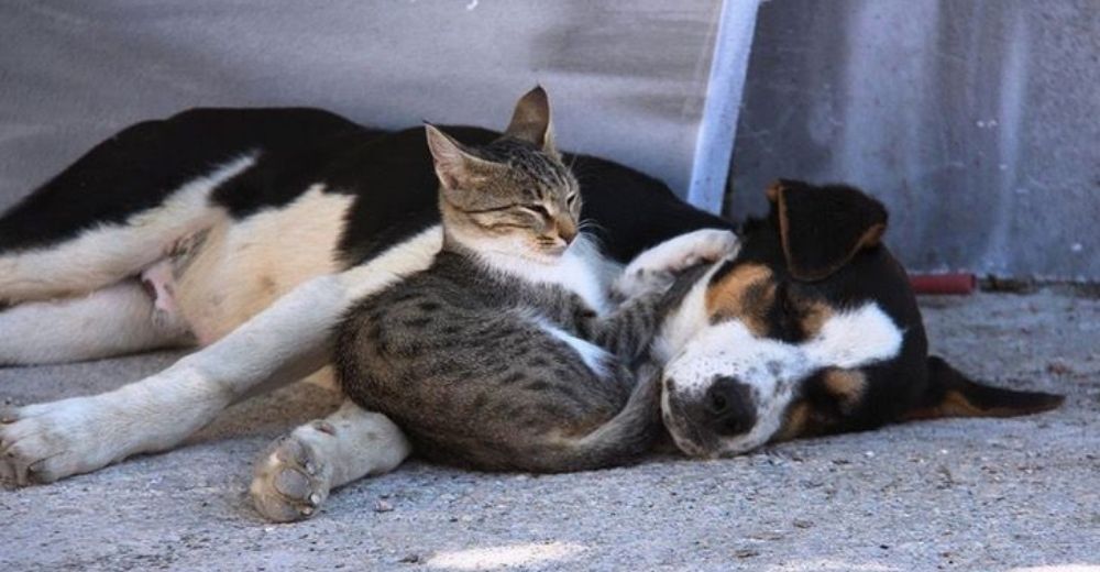 Un perro y un gato se vuelven inseparables sobreviviendo y acurrucándose juntos en la calle